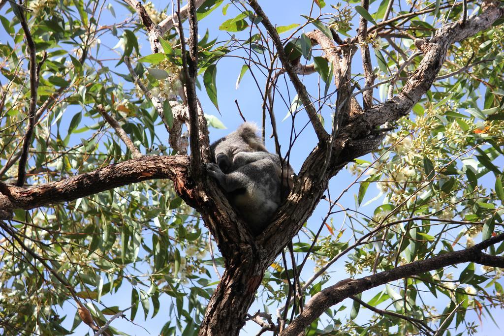 Koala Shores Holiday Park Lemon Tree Passage エクステリア 写真